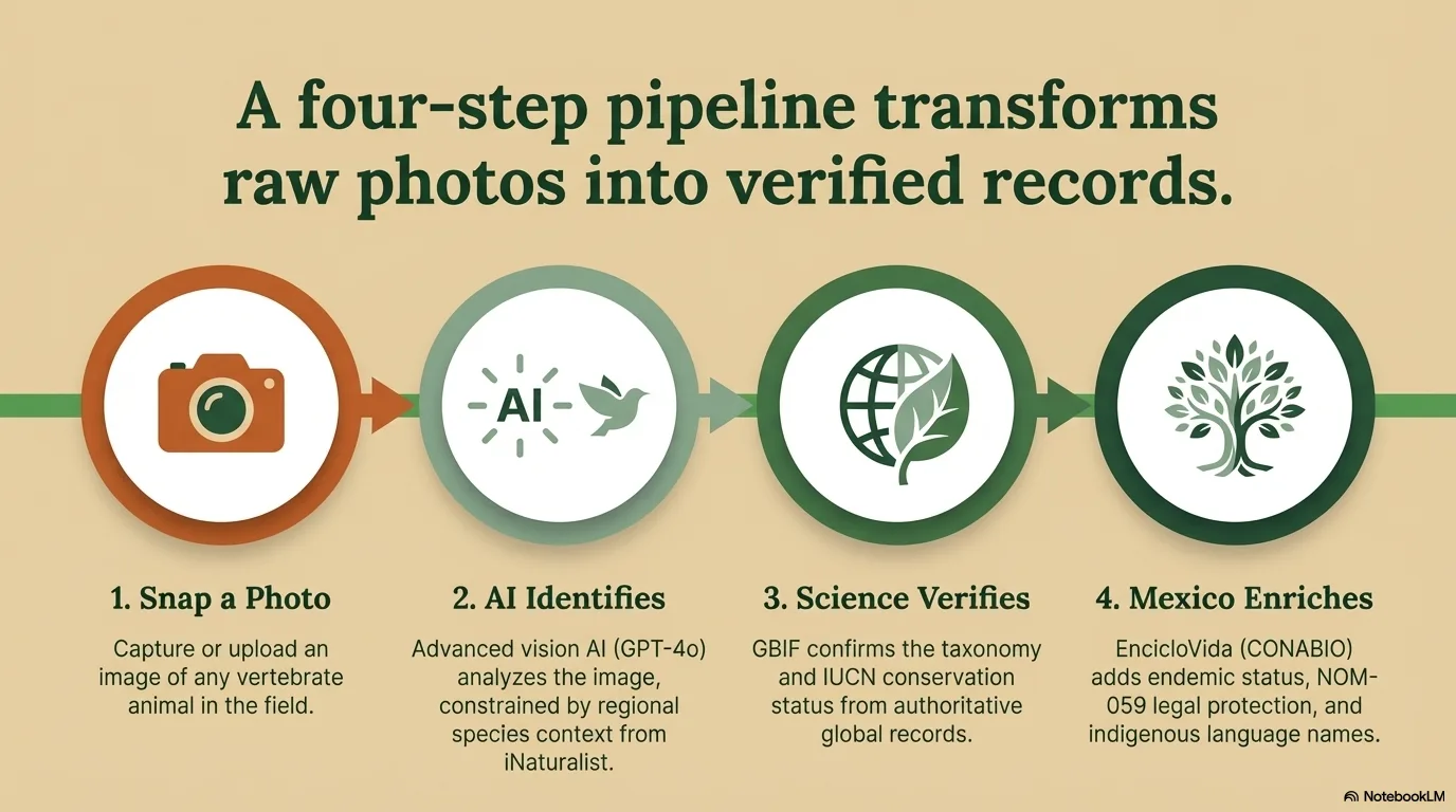 BioJalisco Species Identifier